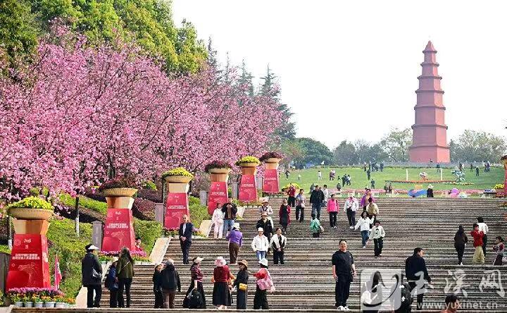 红塔山樱花绽放 春日美景醉游人