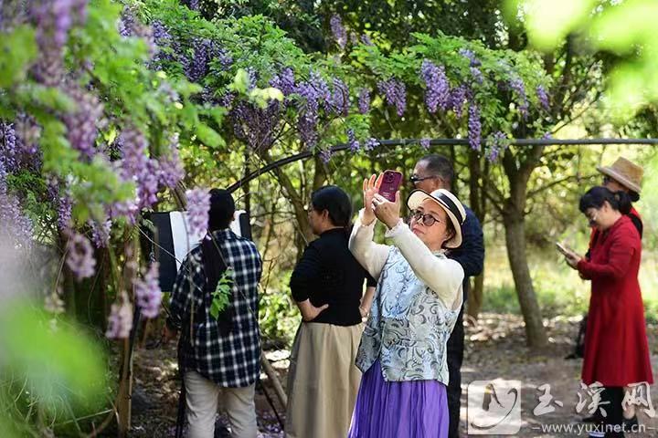 红塔区赵桅社区：紫藤花开迎客来
