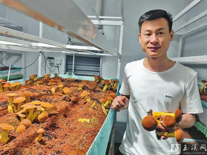 人工见手青实现方舱量产 售价为每公斤70多元，产品供不应求